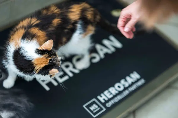 Dreifarbige Katze auf einer Herosan-Partner-Matte