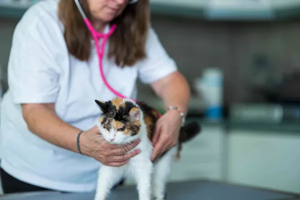Untersuchung einer dreifarbigen Katze mit pinkem Stethoskop