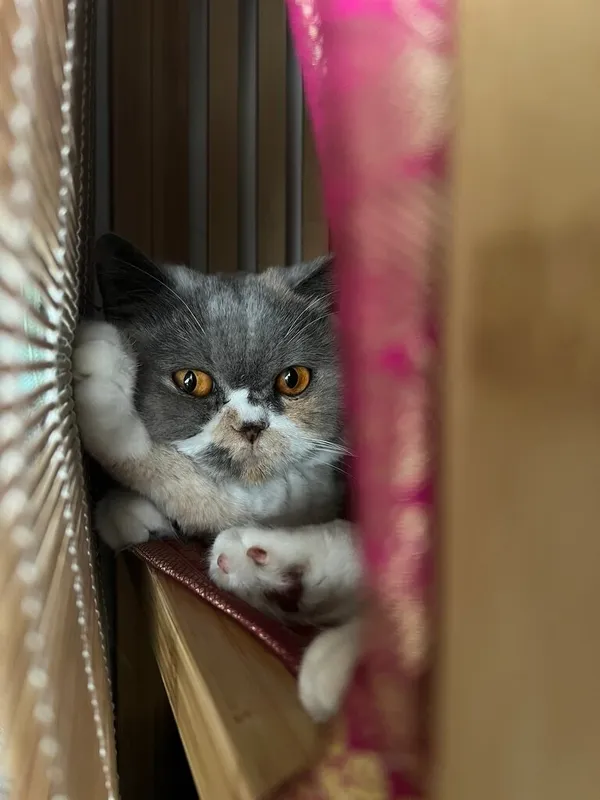 Graue Katze mit orangen Augen zwischen Holzjalousie und pinkem Stoff