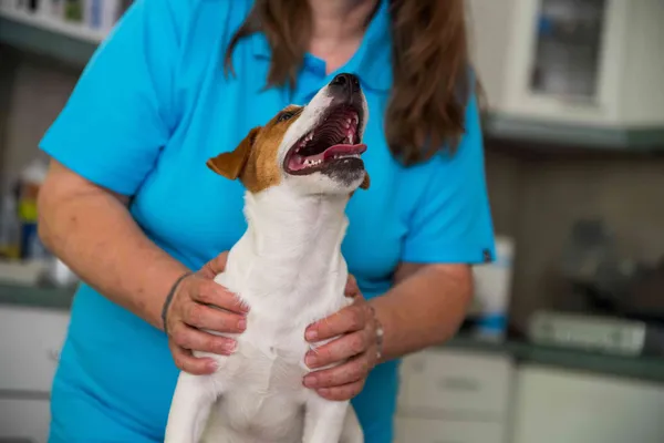 Tierärztin in blauem Polo hält einen kleinen Hund in der Praxis