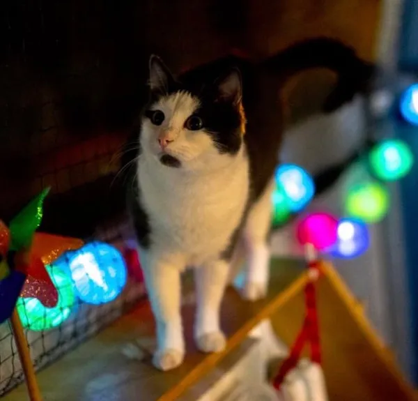 Schwarz-weiße Katze auf einem Holzbrett vor bunten Lichterketten