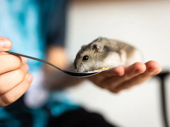 Zwerghamster frisst von einem Löffel auf einer Hand