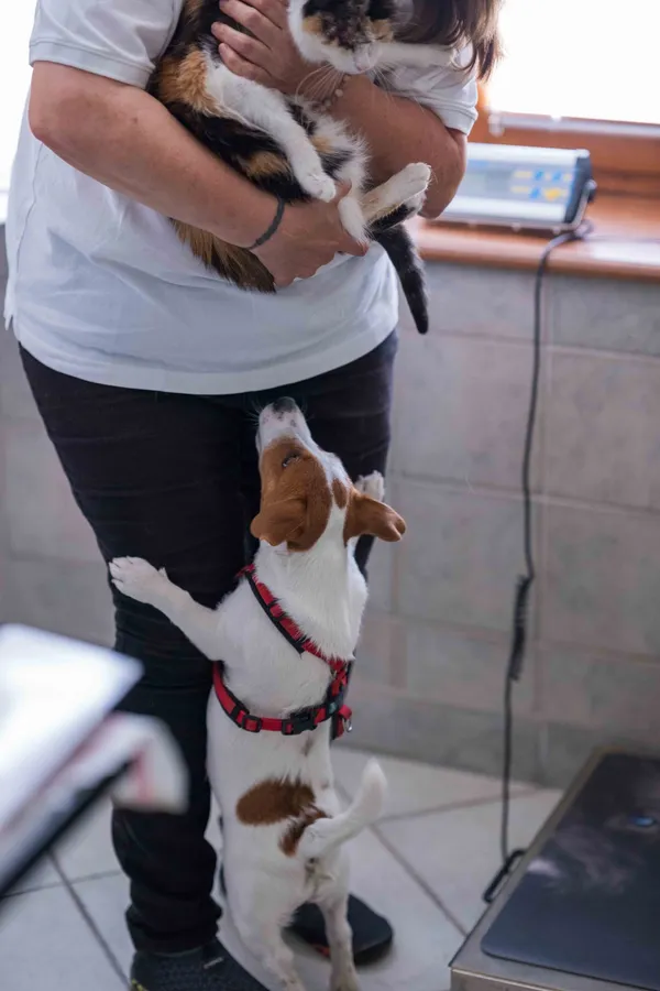 Person hält eine Katze, während ein kleiner Hund auf den Hinterbeinen steht