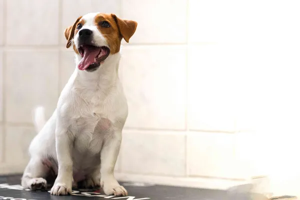 Junger Jack-Russell-Welpe schaut in die Kamera