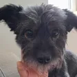 Hund von JT, Patient der Praxis