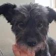 Hund von JT, Patient der Praxis