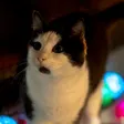 Katze von Lisa, Patientin der Praxis
