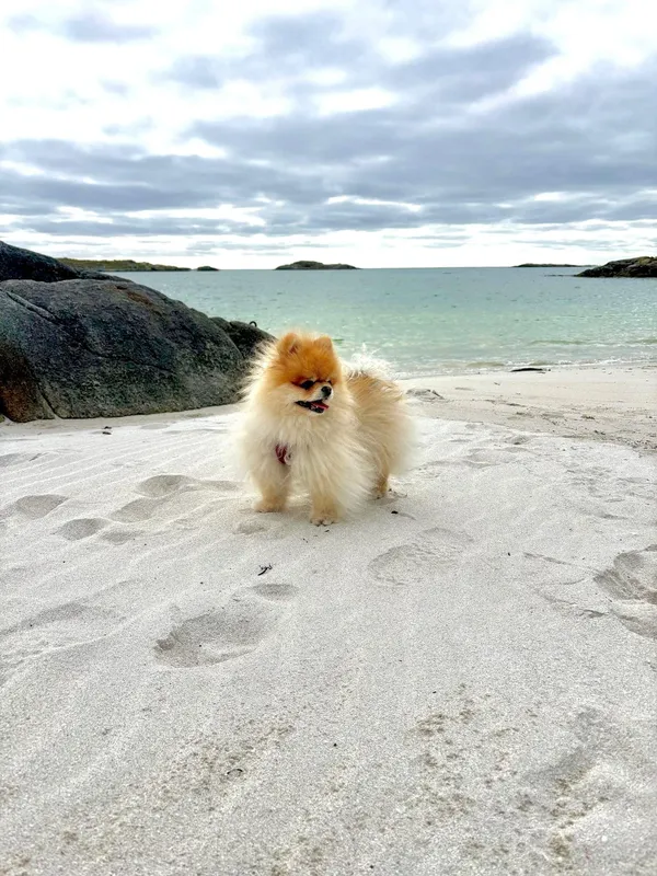 Flauschiger Pomeranian mit rotem Halsband steht am Sandstrand vor Meer und Felsen