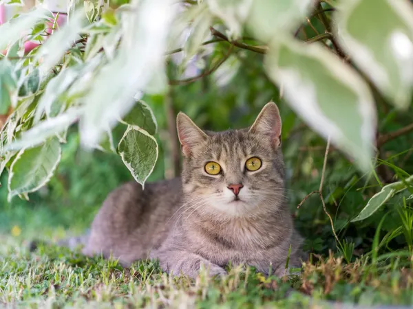 Graue getigerte Katze mit gelben Augen unter Blättern im Gras
