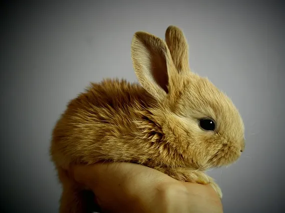 Junges braunes Kaninchen in einer Hand gehalten