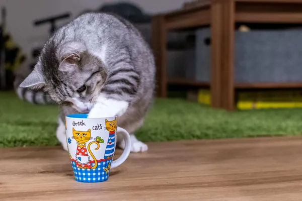 Grau-weiße Katze steckt die weiße Pfote in eine Tasse