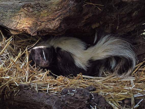 skunk